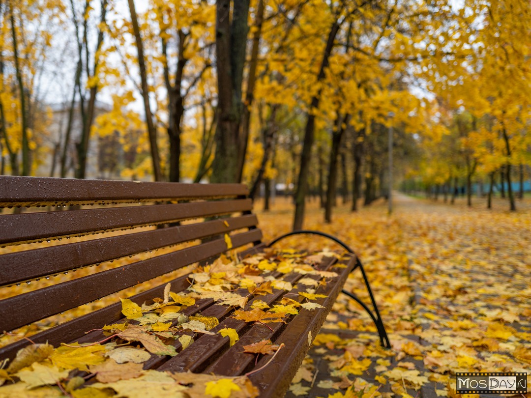 Фото Осенью В Парке В Пальто