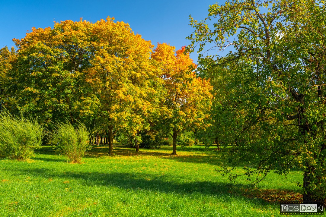 Желто Зеленая Осень Фото